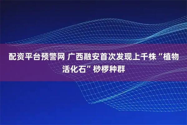 配资平台预警网 广西融安首次发现上千株“植物活化石”桫椤种群